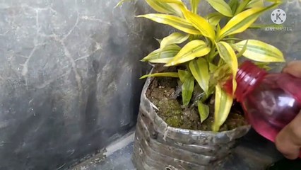 আজ সর্ষে ইলিশ রান্না করলাম ।