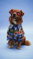 Good dog