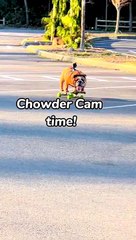 Chowder, o bulldog inglês