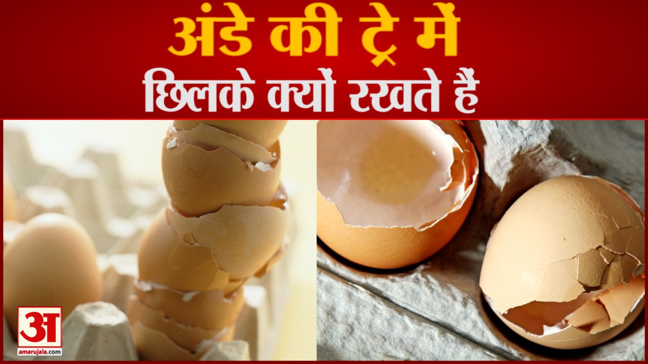 आखिर Egg Tray में ही क्यों EggShells रखे जाते हैं?