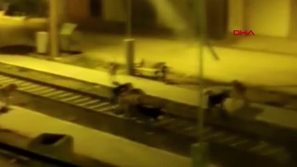 KÖPEKLERİN SALDIRISINA UĞRAYAN 7 YAŞINDAKİ AHMET AĞIR YARALI