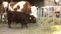 Un toro enano nacido en Baviera y llamado Napoleón acapara la atención de los visitantes que acuden a la granja a ver a los animales