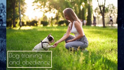 Brain Training For Dogs