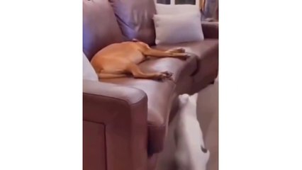 Cute Cat videos for Cat lovers