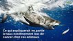 Environnement : mais d'où viennent les superpouvoirs des grands requins blancs ?