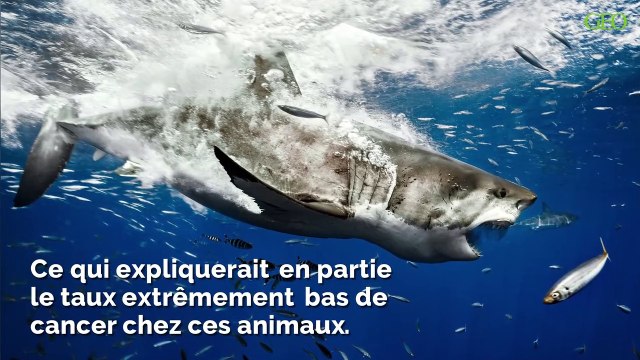 Environnement : mais d'où viennent les superpouvoirs des grands requins blancs ?