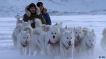 Greenland: Sled dogs on melting glaciers