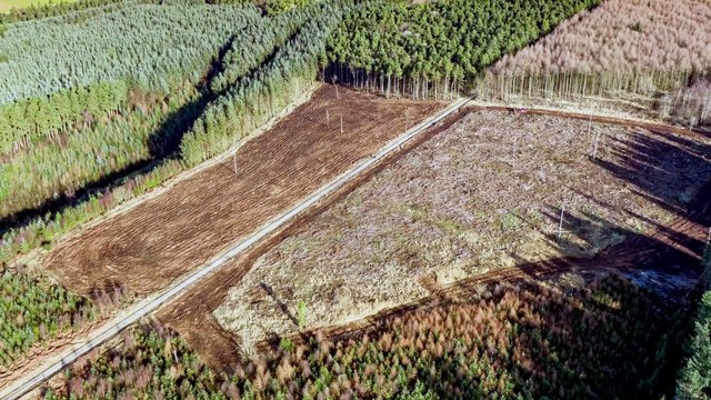 Unique Forest Eye living tree feature focuses attention on forests fighting climate change