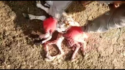 Keban'da 8 ayaklı kuzu dünyaya geldi