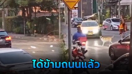 น้องหมารอข้ามถนน ไม่มีรถคันไหนหยุด วินมอเตอร์ไซค์ใจดีช่วยพาข้าม ชาวเน็ตชื่นชม