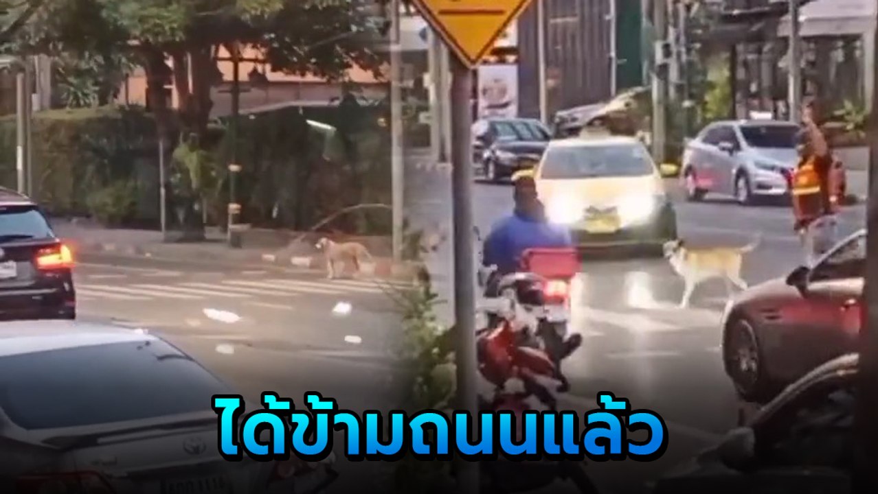 น้องหมารอข้ามถนน ไม่มีรถคันไหนหยุด วินมอเตอร์ไซค์ใจดีช่วยพาข้าม ชาวเน็ตชื่นชม