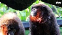 Belfast Zoo Coppery Titi Monkey Born Jan 2022