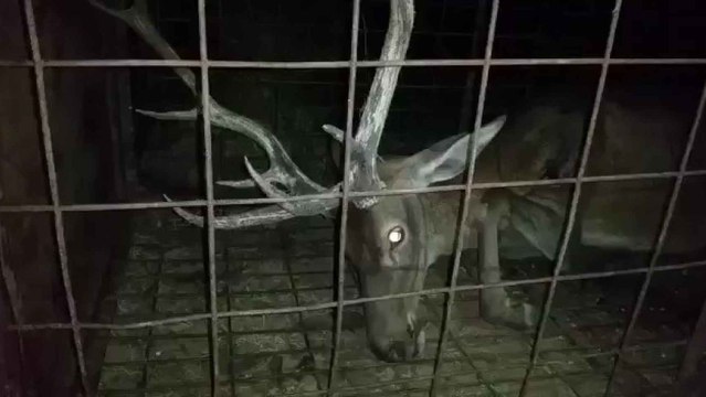 Un ciervo agonizando en una jaula en el parque de Monfragüe (Cáceres)