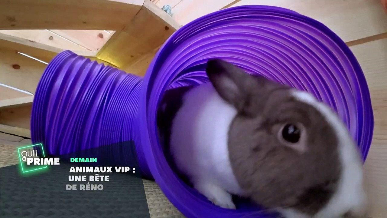 Animaux VIP : une bête de Réno - 10 février