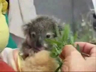 Tinkerbell: tiny koala joey feeding