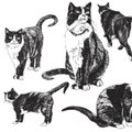 CAM - Comment dessiner un chat ?