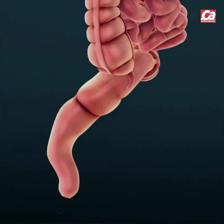 CAM - Pourquoi a-t-on mal au ventre ?