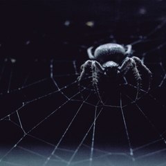 CAM - Comment l'araignée tisse sa toile ?