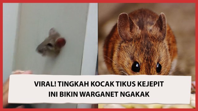 Viral! Tingkah Kocak Tikus Kejepit Ini Bikin Warganet Ngakak
