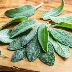 CAM_Les bienfaits de la sauge.