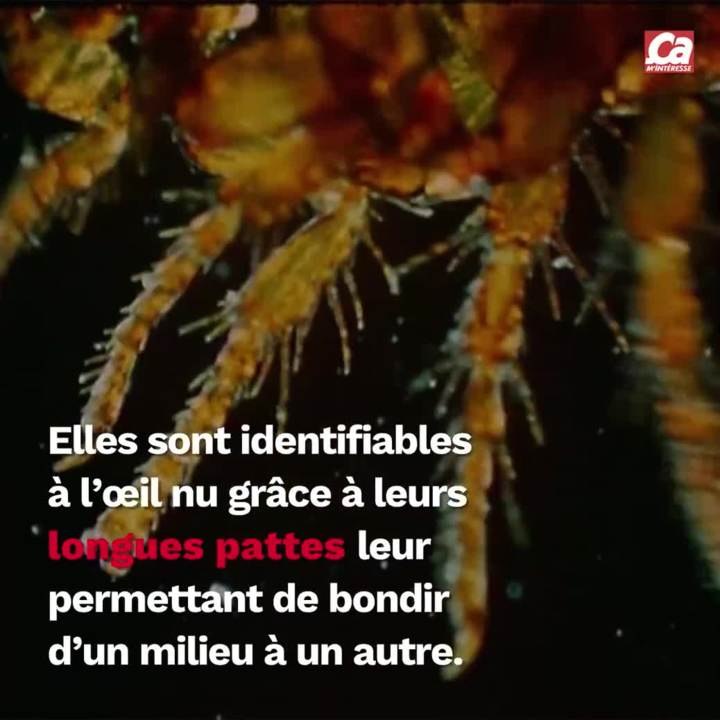 CAM D'où viennent les puces ?