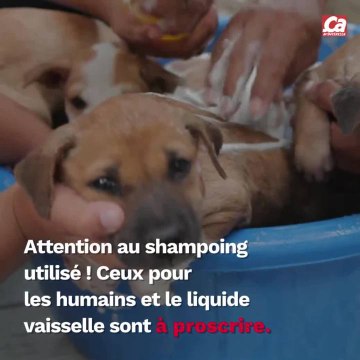 CAM A quel âge peut-on laver un chiot ?