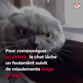 CAM Pourquoi un chat miaule ?