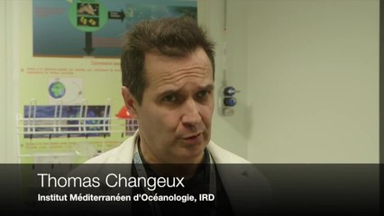 CAM Les sargasses : ces algues toxiques qui envahissent nos côtes !