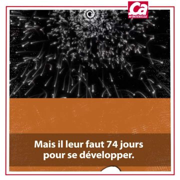 CAM Quelle est la durée de vie des spermatozoïdes ?