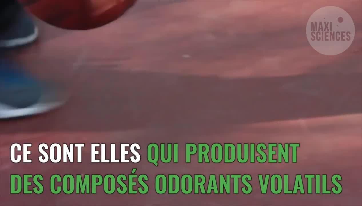 CAM Pourquoi les pieds sentent le fromage ?