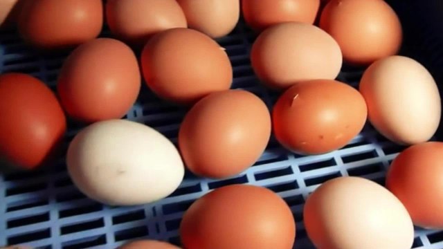 Combien d'œufs pond une poule par an ?