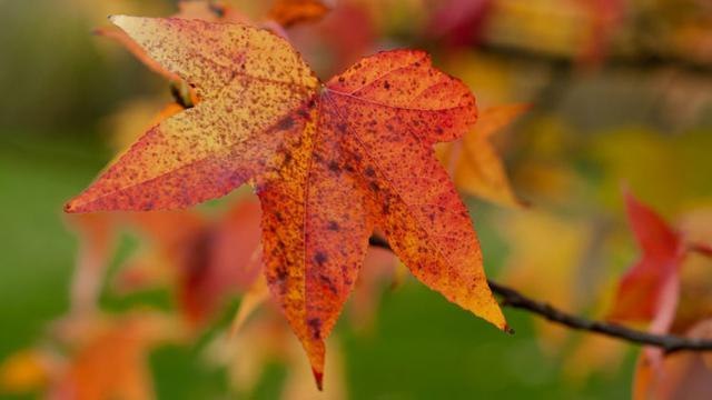 CAM Pourquoi les feuilles changent-elles de couleur en automne ?