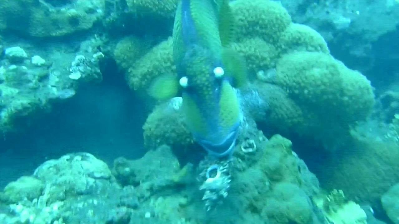 Pourquoi les tapis rouges sont rouges ?