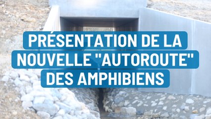 Au parc de la forêt d'Orient, les amphibiens s'approprient leur "autoroute"