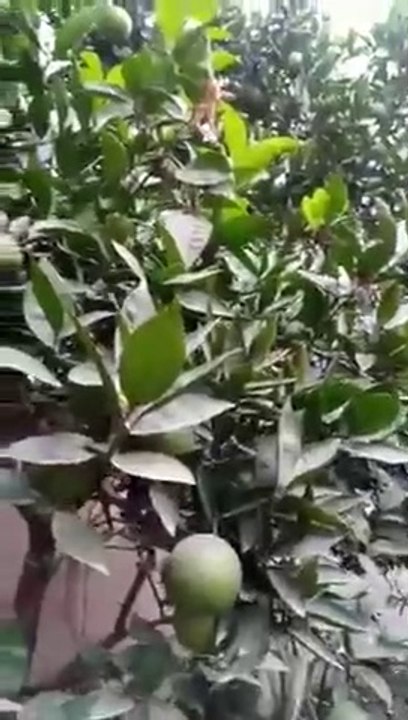 Home garden oranges and juice MashAllah # how to make fresh squeezed orange juice __ orange juice