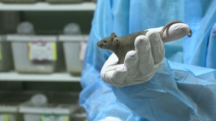 Schweiz stimmt über Verbot von Tierversuchen ab