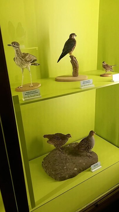 Muséum d'histoire naturelle de Grenoble (48)