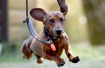 Boris loses top spot in British dog names