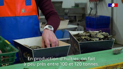 Les huîtres de Bretagne