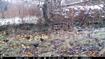 Les pommiers sauvages dans les haies nourrissent les merles en hiver
