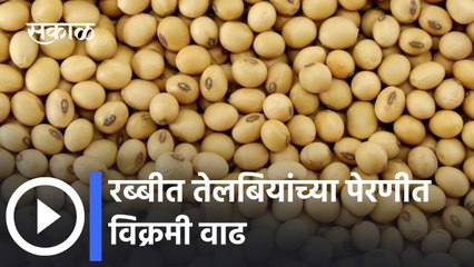 चालू Rabi Season मध्ये Record Oil Seed Sowing । Agrowon