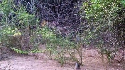 बाघिन टी-99 का एक ओर शावक दिखा