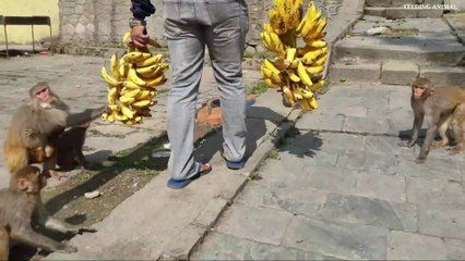 Monkey like to eat banana || feeding banana to the monkey || Monkey man