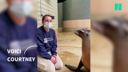 Clara, le lion de mer aux compétences bluffantes, star de TikTok