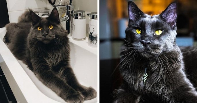Ce Maine Coon qui ressemble à une panthère noire se comporte comme un chien