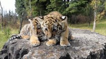 Tiernos gemelos de tigre fueron presentados en un zoológico al suroeste de China.