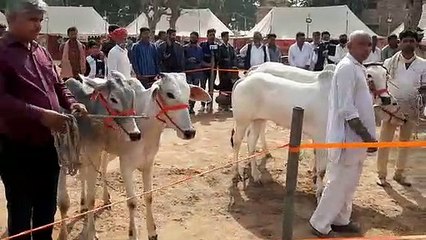 Bulls sold for maximum 80 thousand and camel 75 thousand