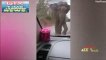 elephant chases vegetable seller's van as it tries to steal snack in Thailand