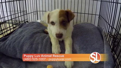 Puppy Luv tells us how they help you pick the right rescue