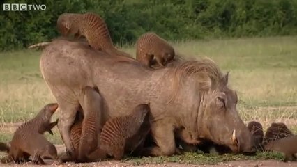 Des mangoustes viennent faire la toilette à un phacochère...